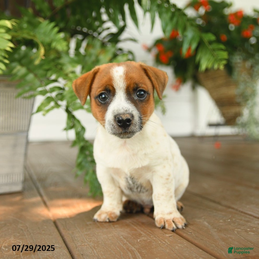 Jack Russell Terrier dogs for sale: Jack Russell Terrier 4 puppies - Image 7