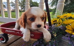 Cavalier King Charles Spaniel dogs for sale: Drake small Blenheim colored male - Image 14
