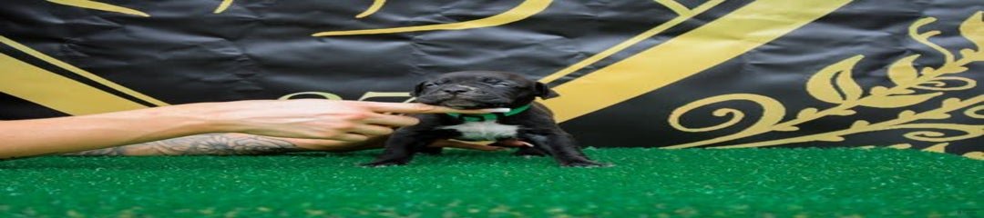 Green Collar