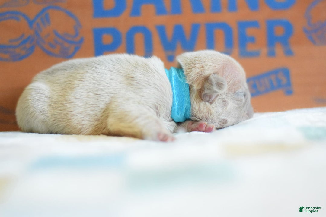 French Bulldog dogs for sale: Blue collar - Image 8