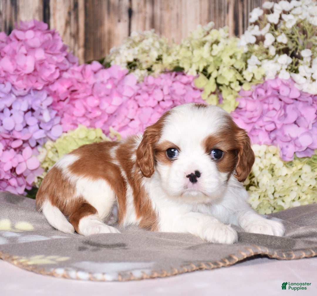 Cavalier King Charles Spaniel dogs for sale: Venus - Image 1