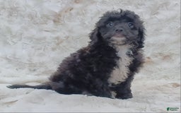 Cavapoo dogs for sale: Alberto - Image 5