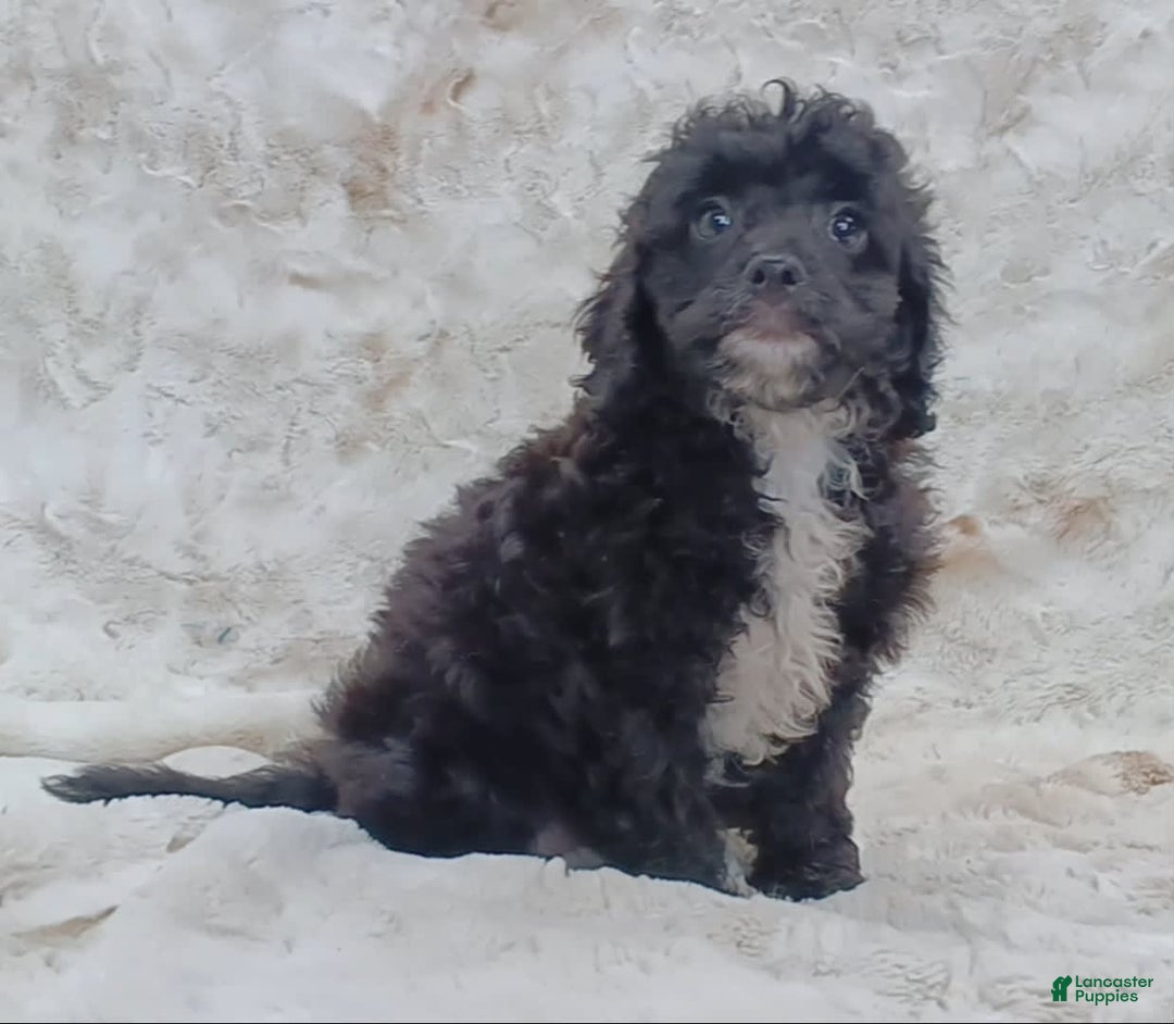 Cavapoo dogs for sale: Alberto - Image 5