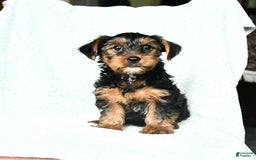 Yorkshire Terrier dogs for sale: Charlie - Image 6