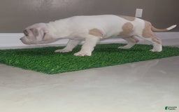 American Bully dogs for sale: Love Patch - Image 1