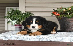 Bernese Mountain Dog dogs for sale: Blaze - Image 5