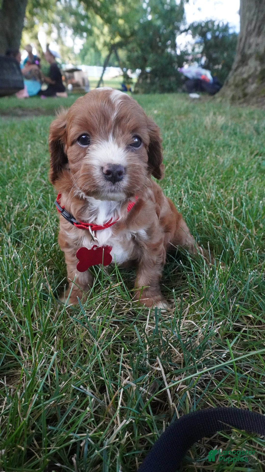 Cavapoo dogs for sale: Tanner - Image 2