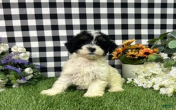 Maltipoo dogs for sale: Daphne - Image 3