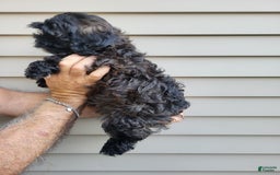 Morkie dogs for sale: Mason - Image 5