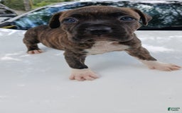 American Pit Bull Terrier dogs for sale: Guage - Image 10