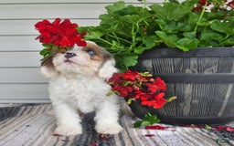 Cavapoo dogs for sale: Maggie - Image 5