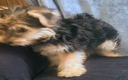 Yorkiepoo dogs for sale: Larry - Image 6