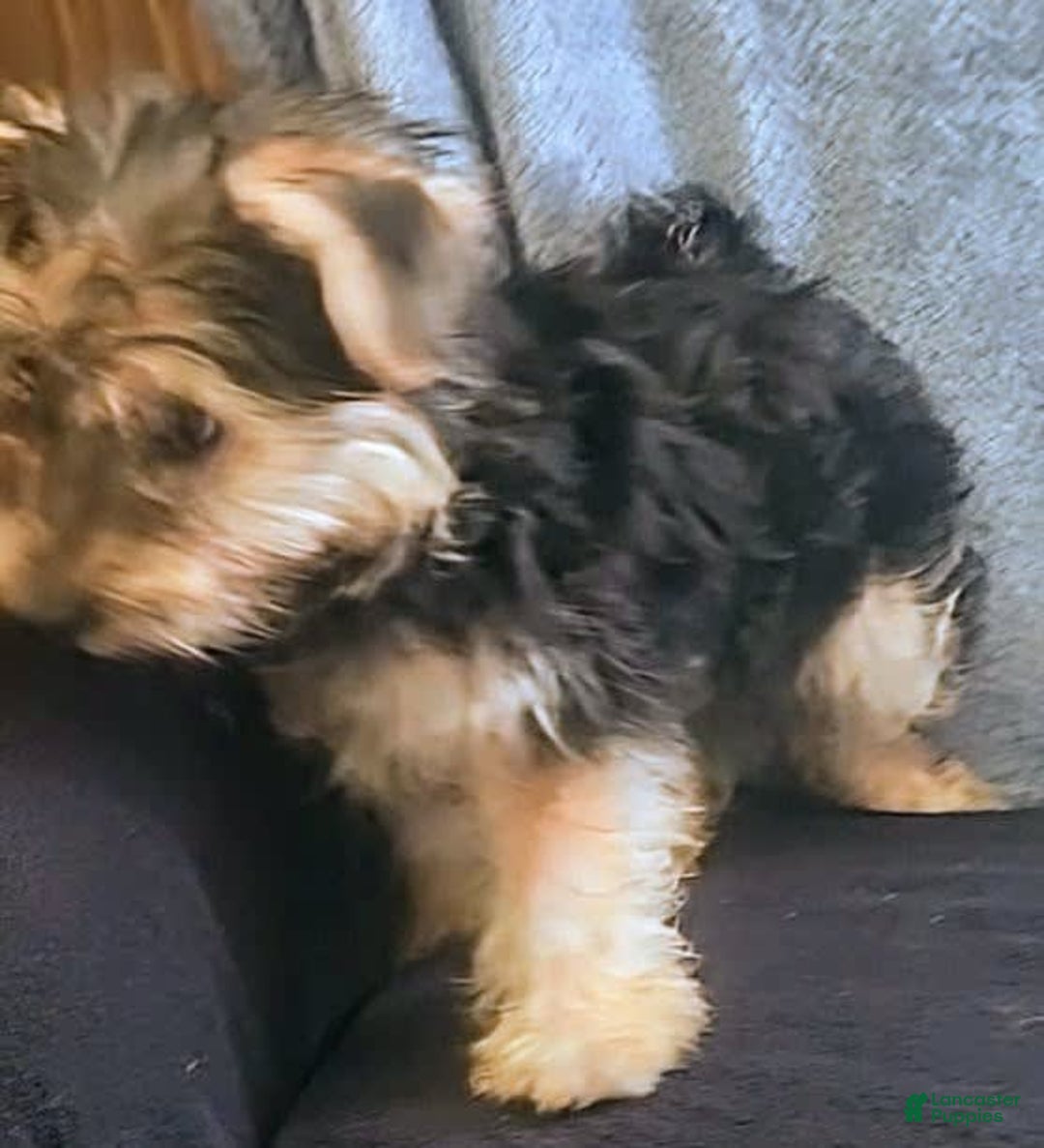 Yorkiepoo dogs for sale: Larry - Image 6