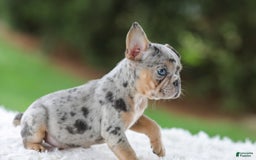 French Bulldog dogs for sale: Willow - Image 3
