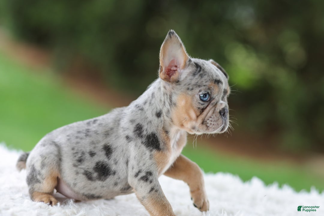 French Bulldog dogs for sale: Willow - Image 3