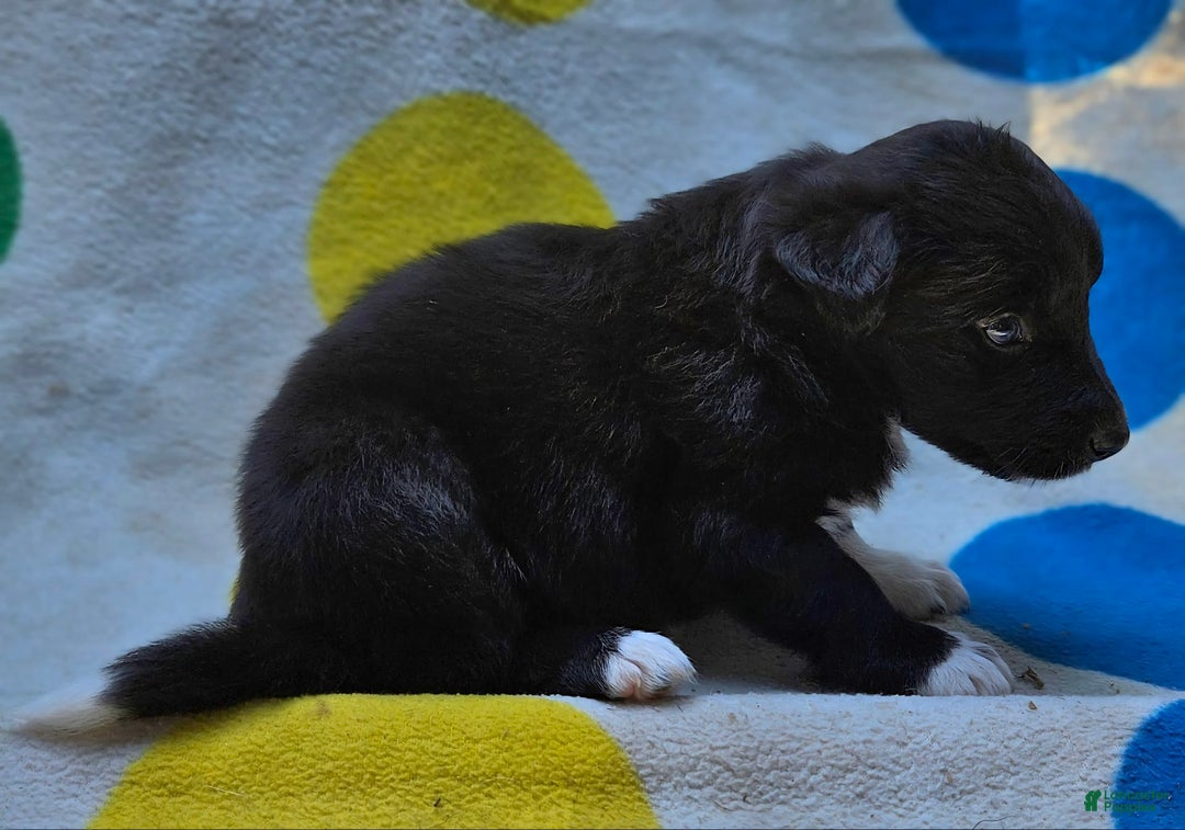 Border Collie dogs for sale: Francis - Image 14