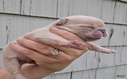French Bulldog dogs for sale: Daisy - Image 4