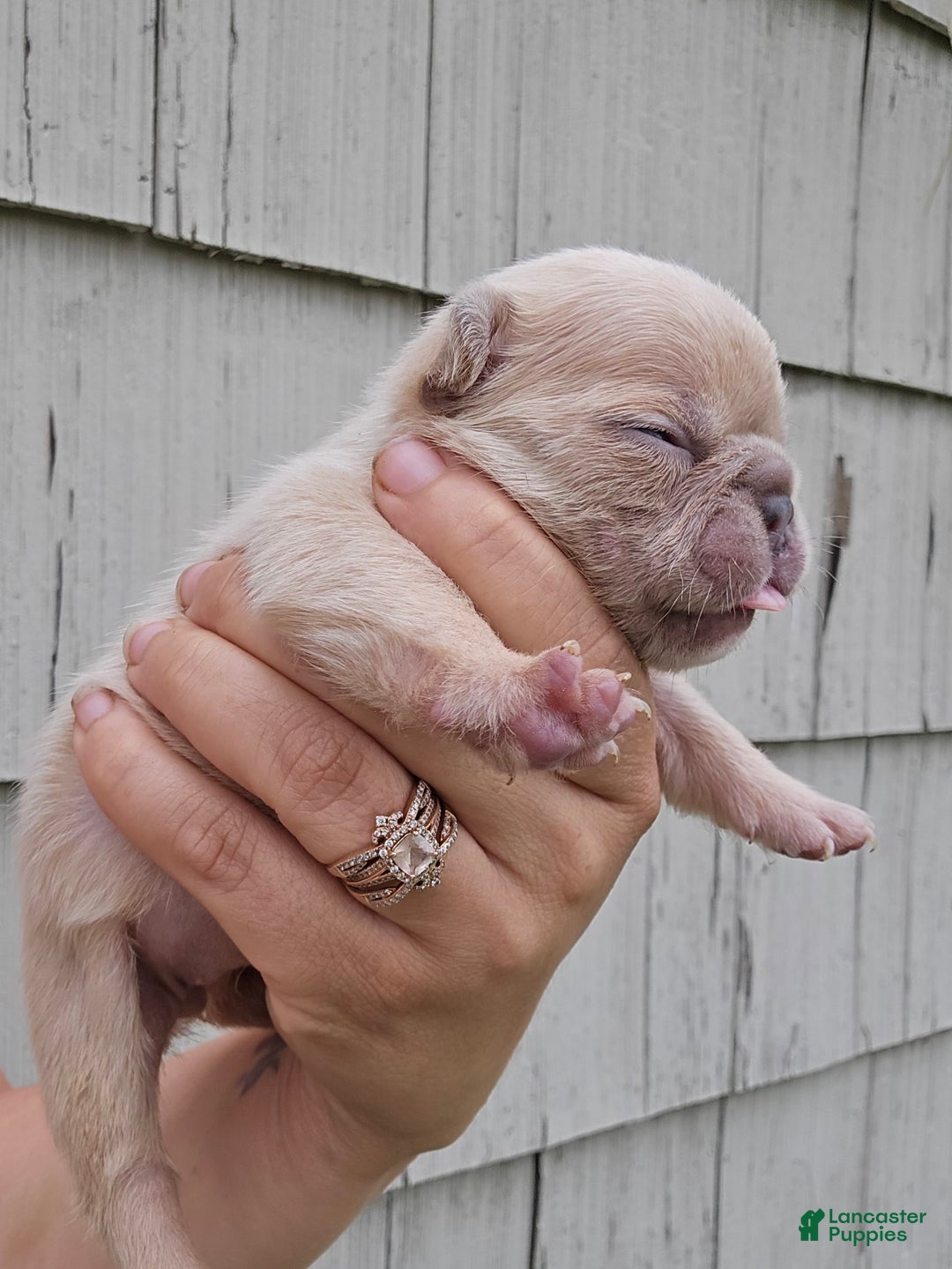French Bulldog dogs for sale: Daisy - Image 4