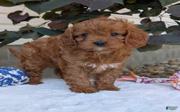 Cavapoo dogs for sale: Darla - Image 5