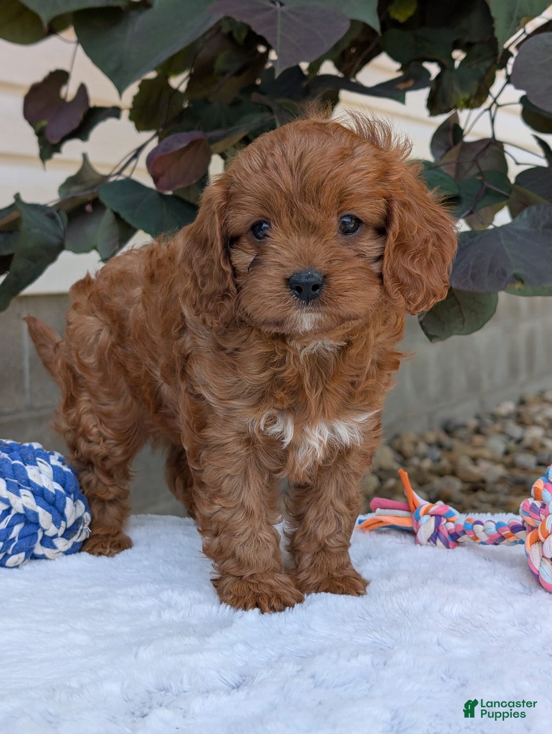 Cavapoo dogs for sale: Darla - Image 5