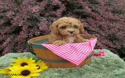 Cavapoo dogs for sale: Princess - Image 20
