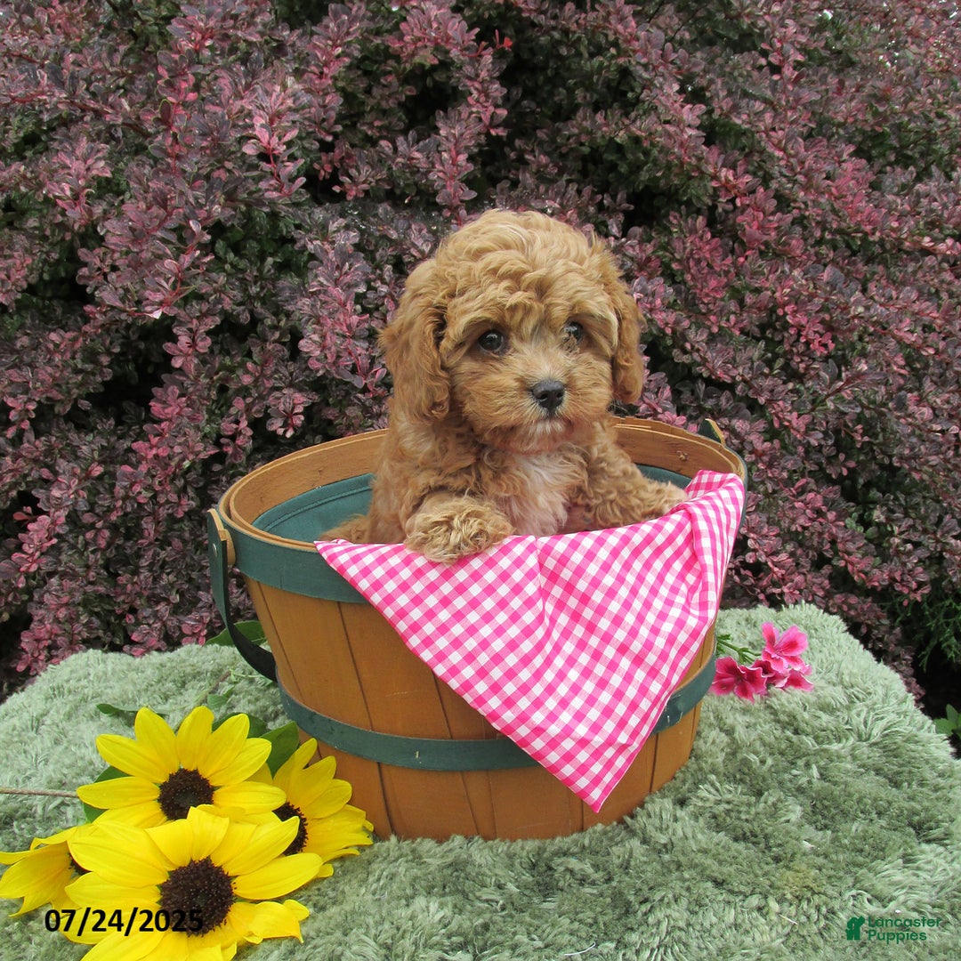 Cavapoo dogs for sale: Princess - Image 20