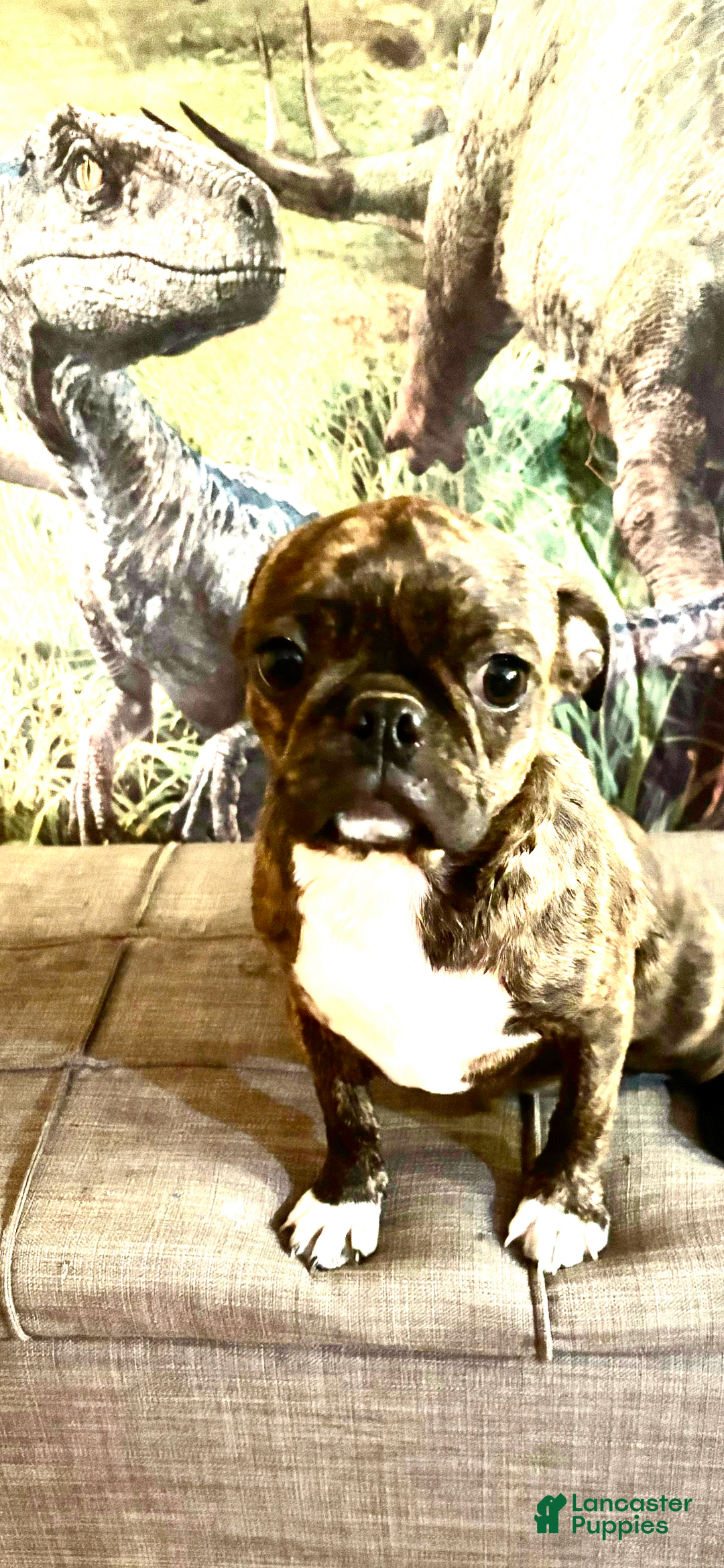 Pug dogs for sale: Rex - Image 1