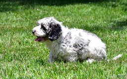 Cockapoo dogs for sale: Caden - Image 9