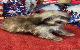 Maltipoo dogs for sale: Frosty - Image 6