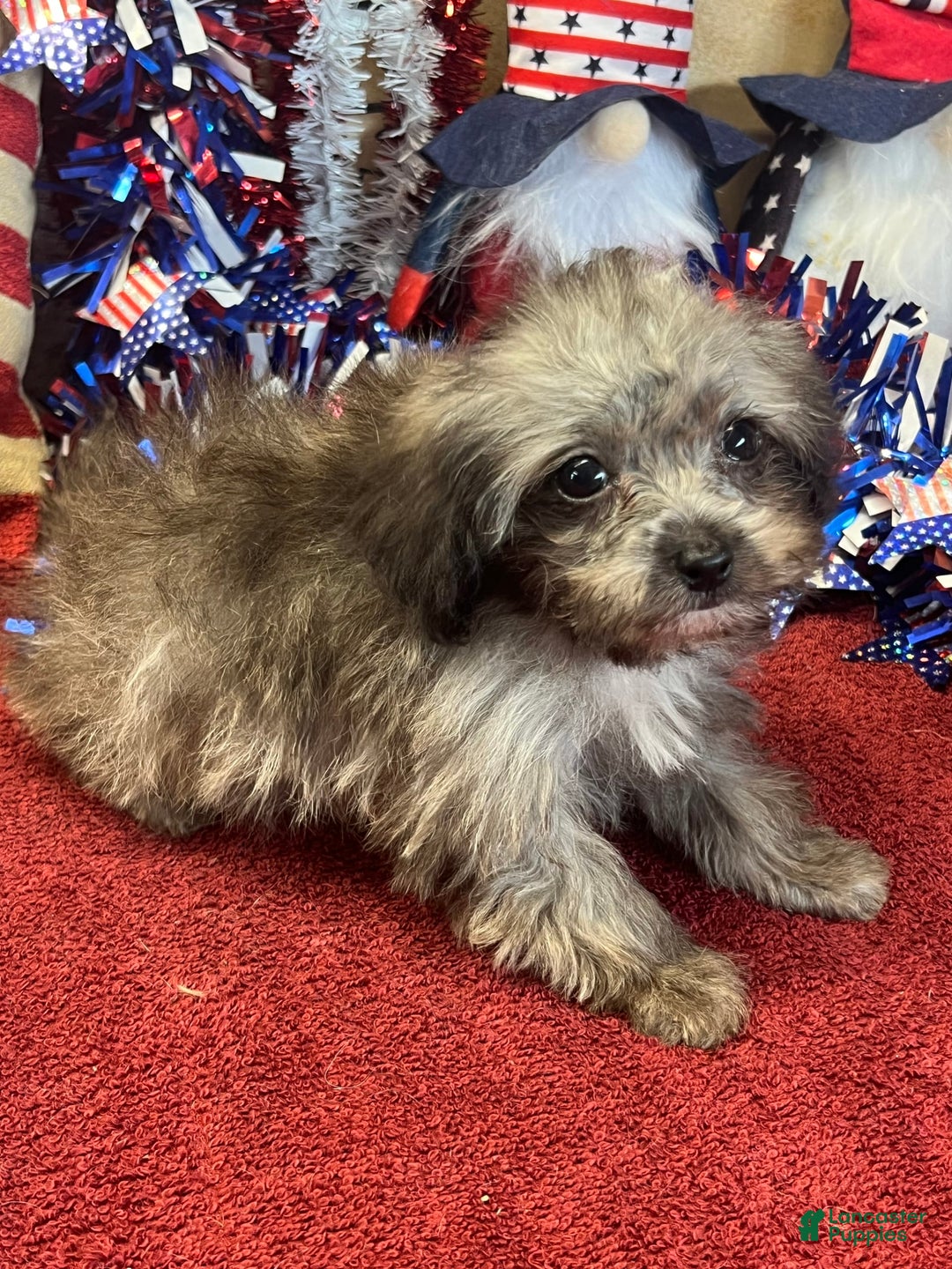 Maltipoo dogs for sale: Frosty - Image 6