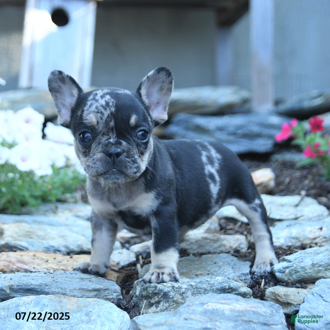 French Bulldog dogs for sale: Lily - Image 3