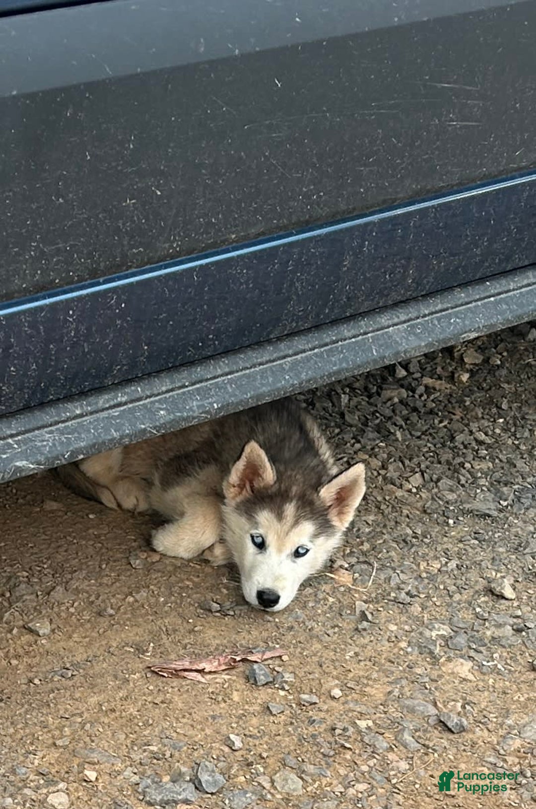 Siberian Husky dogs for sale: Toronto - Image 7