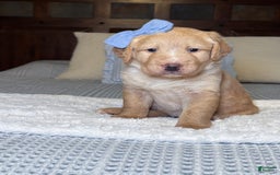 Labradoodle dogs for sale: Caramel - Image 1