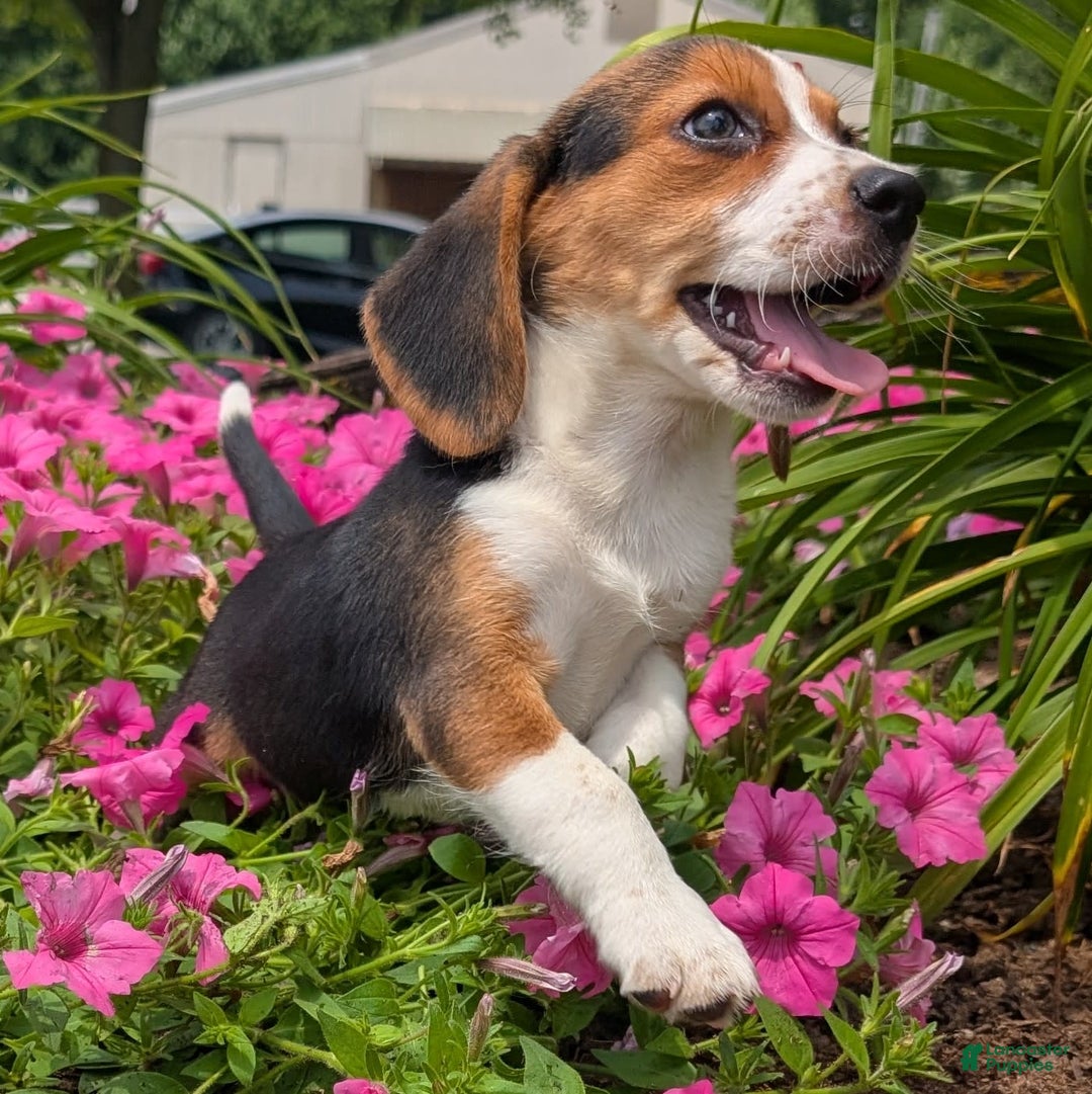Beagle dogs for sale: Caramel - Image 9