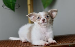 Chihuahua dogs for sale: Cyrus - Image 8