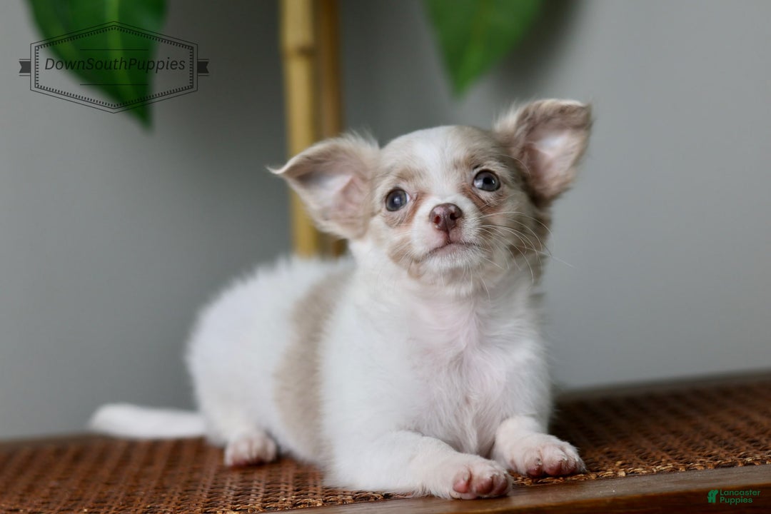 Chihuahua dogs for sale: Cyrus - Image 8
