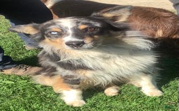 Australian Shepherd dogs for sale: Austin - Image 7