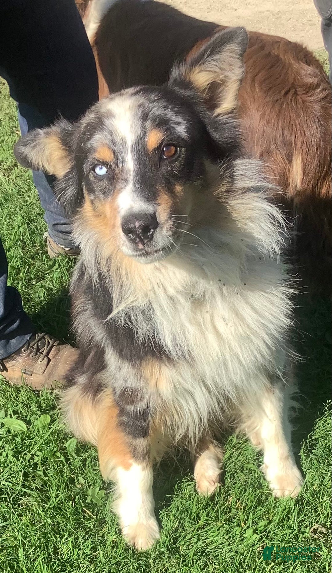 Australian Shepherd dogs for sale: Austin - Image 7