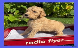 Goldendoodle dogs for sale: Blue Collar - Image 2