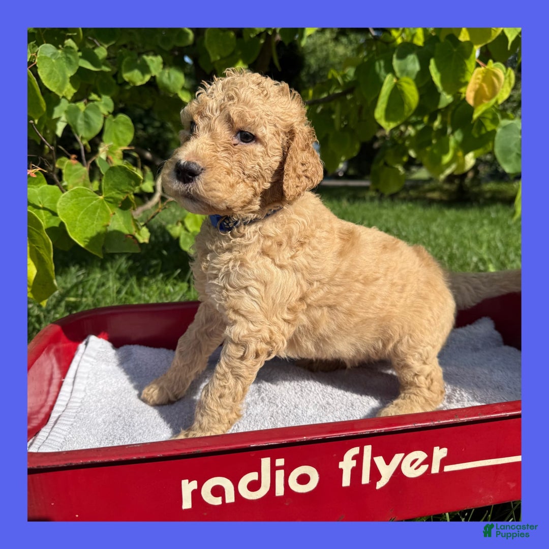 Goldendoodle dogs for sale: Blue Collar - Image 2