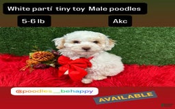 Toy Poodle dogs for sale: Bola De Nieve - Image 3