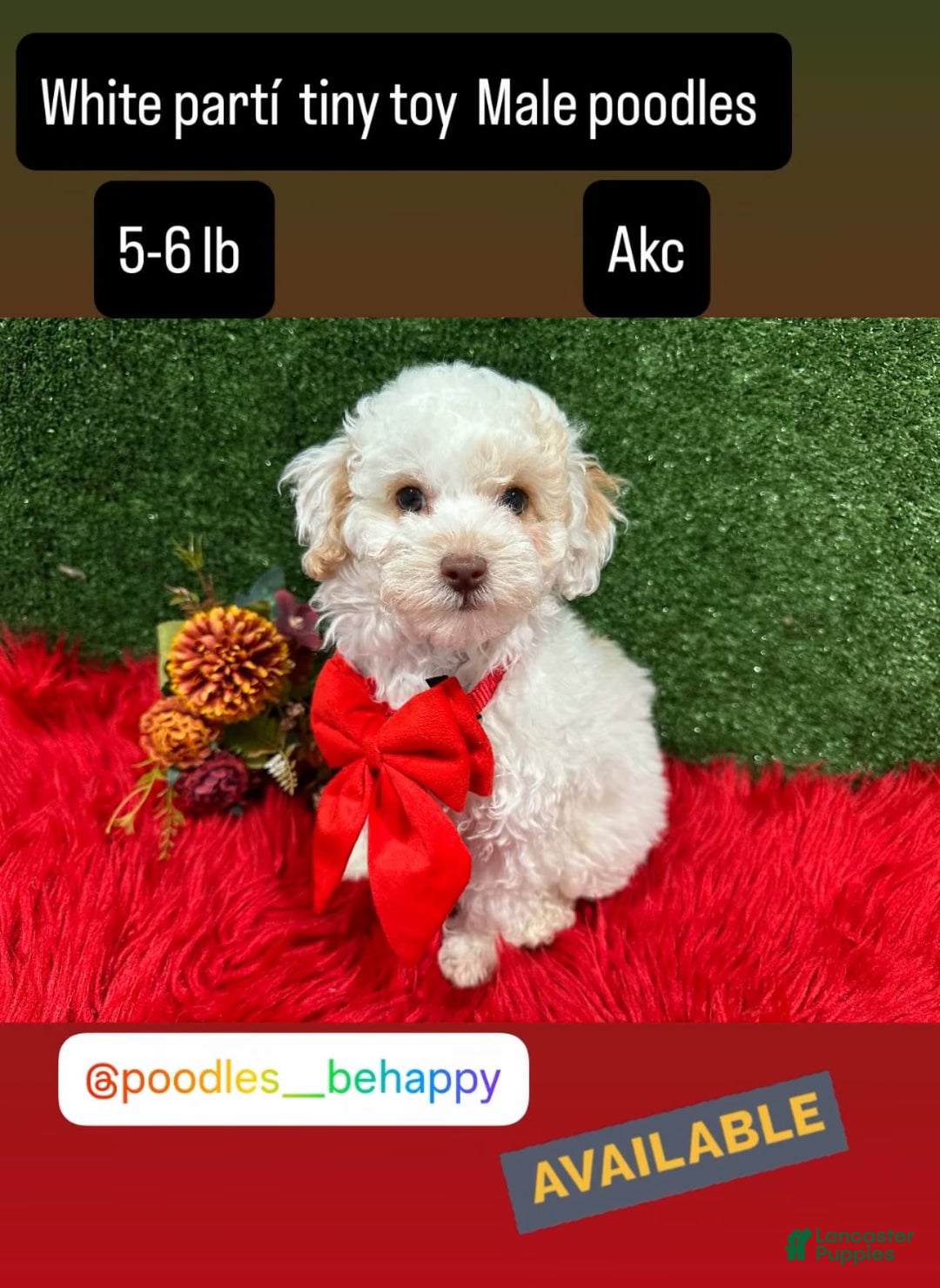 Toy Poodle dogs for sale: Bola De Nieve - Image 3