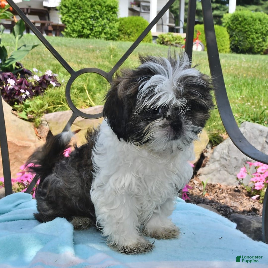 Shih Tzu dogs for sale: Spencer - Image 6