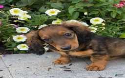 Dachshund dogs for sale: Dora - Image 2