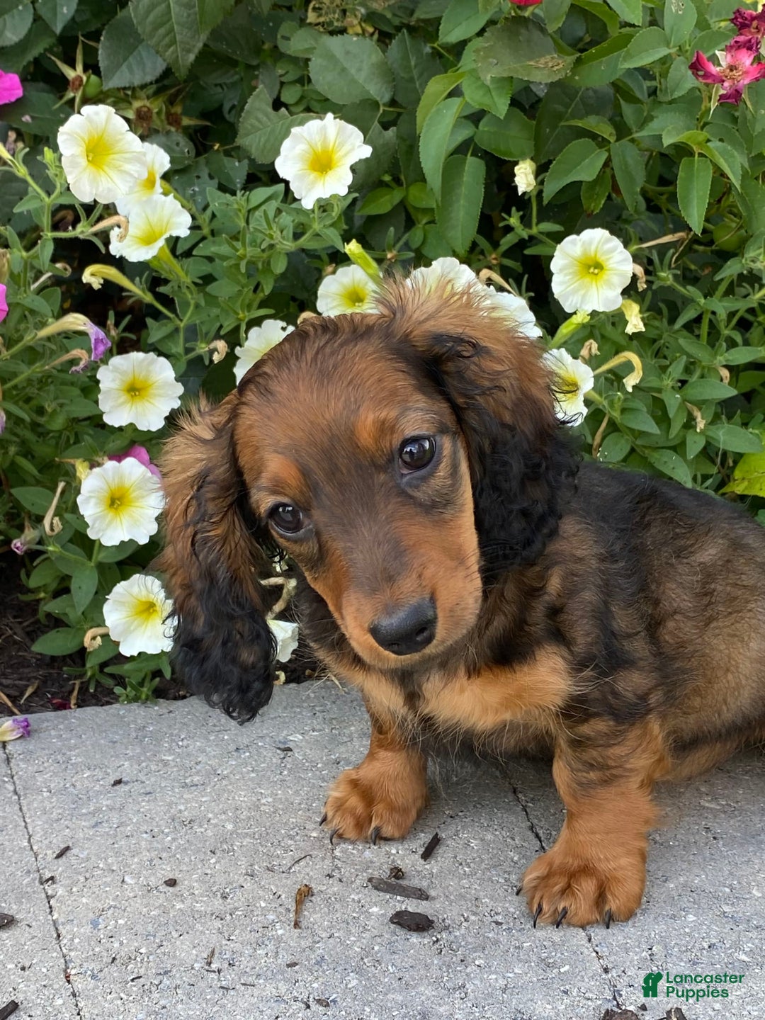 Dachshund dogs for sale: Dora - Image 2