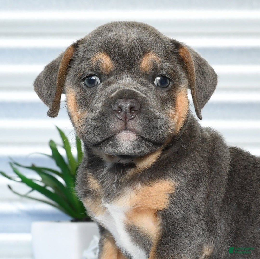 Beabull dogs for sale: Kimmy - Image 7