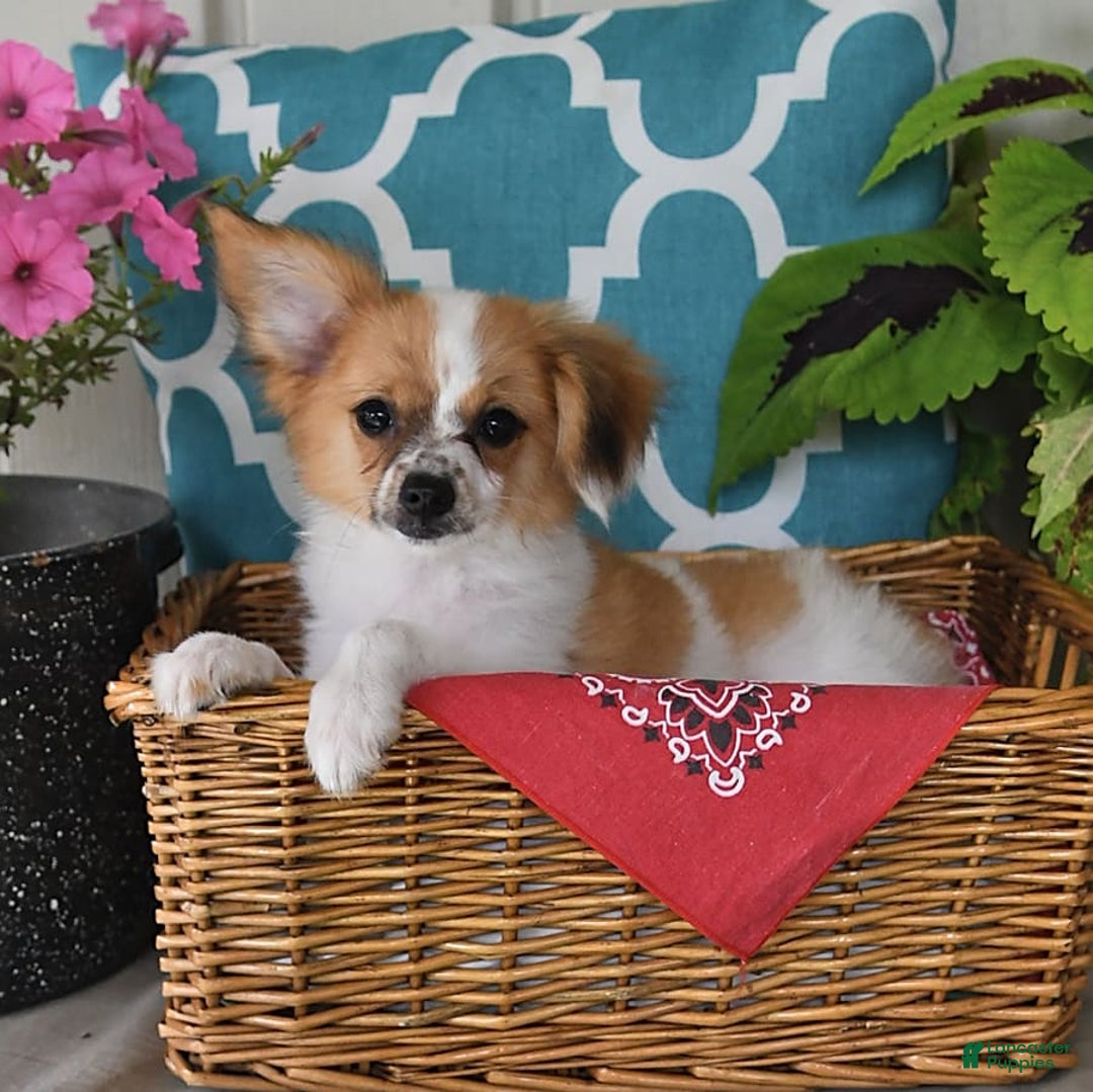 Papillon dogs for sale: Alex - Image 12