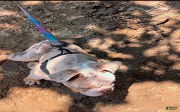 English Bulldog dogs for sale: Ace - Image 3