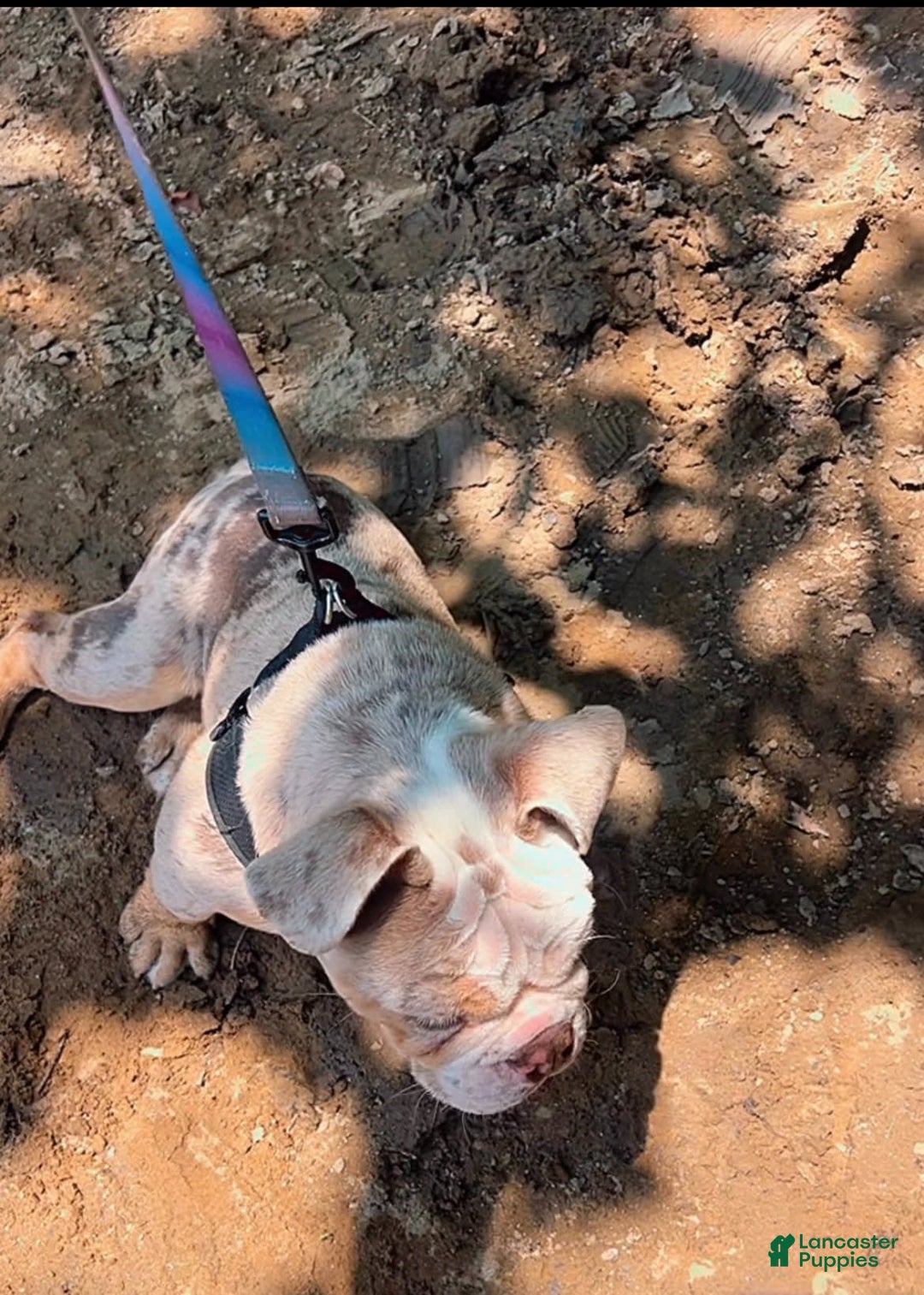 English Bulldog dogs for sale: Ace - Image 3