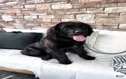 Newfoundland dogs for sale: Amara - Image 6